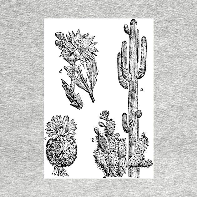Cactus by MamaO1